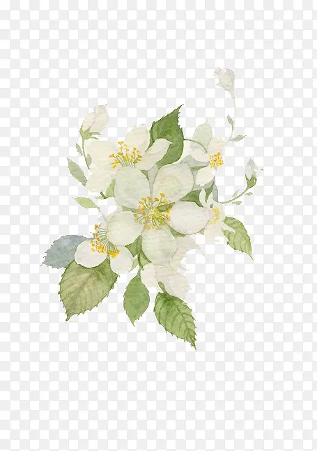 水彩栀子花