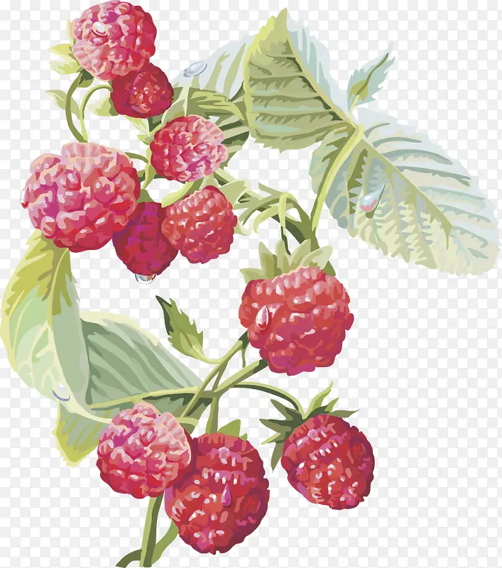 蔓越莓水果樱桃