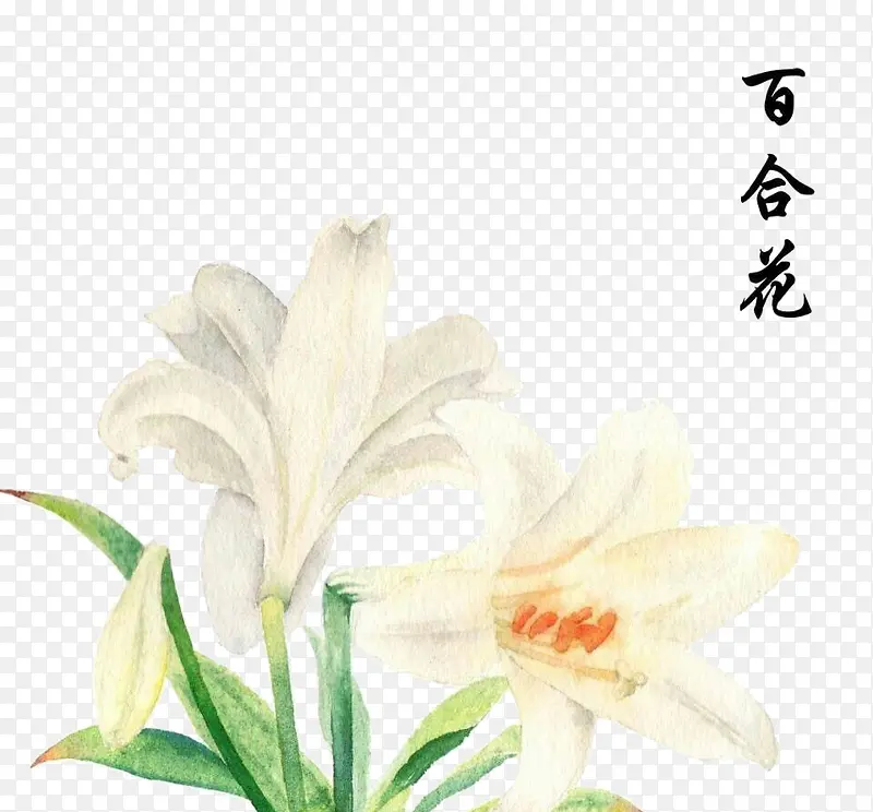 百合花水彩手绘插画