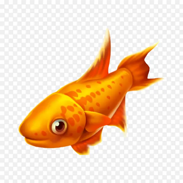 橙色短尾小金鱼