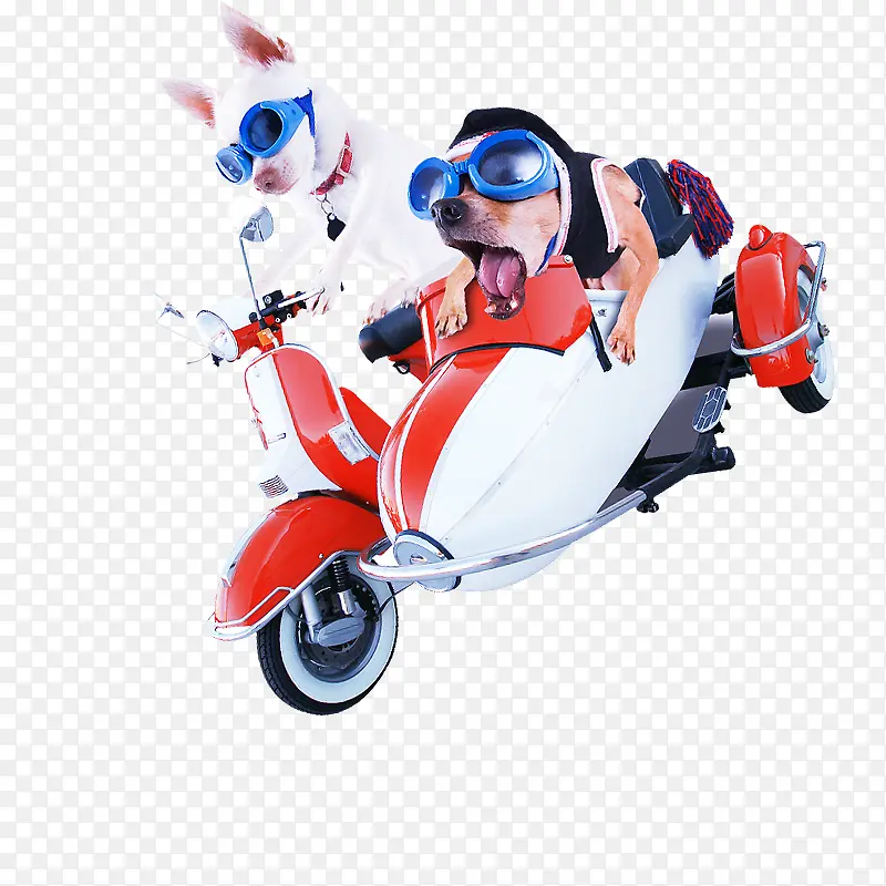 骑摩托的小狗