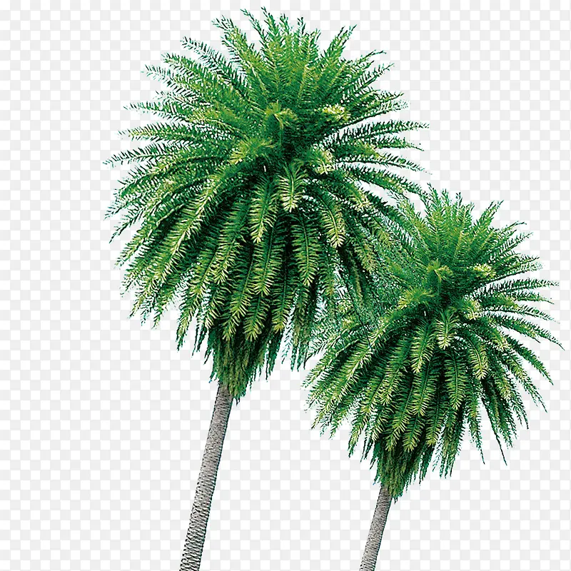 椰树