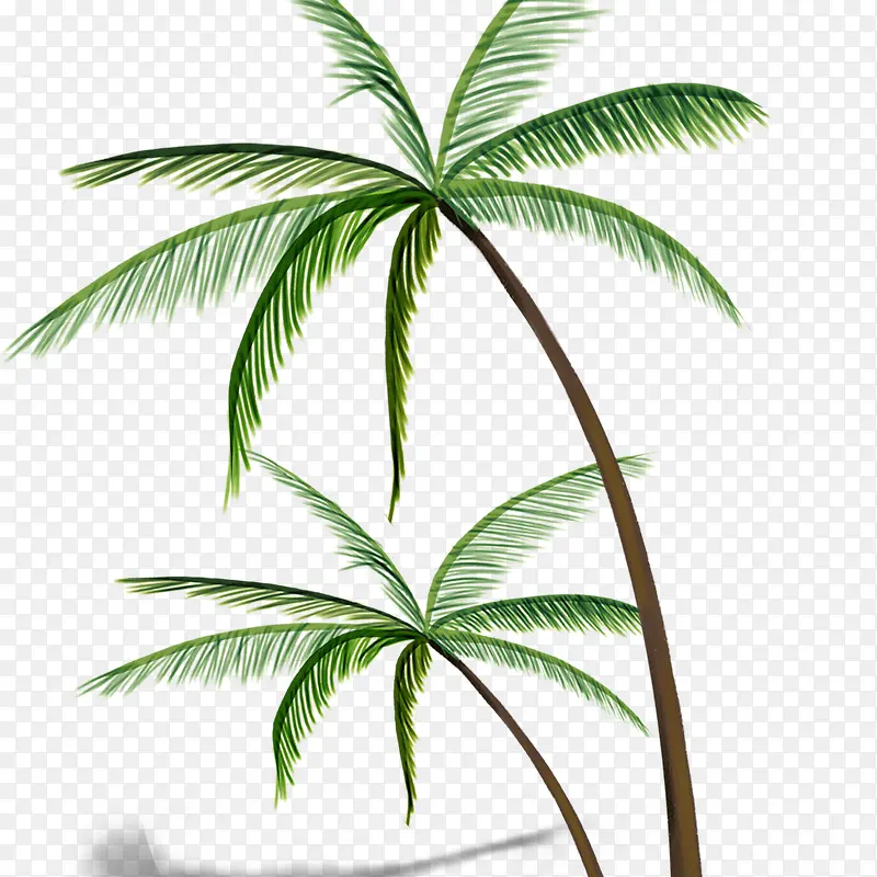 椰树