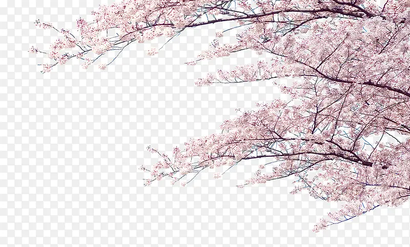 唯美花健康管理图片