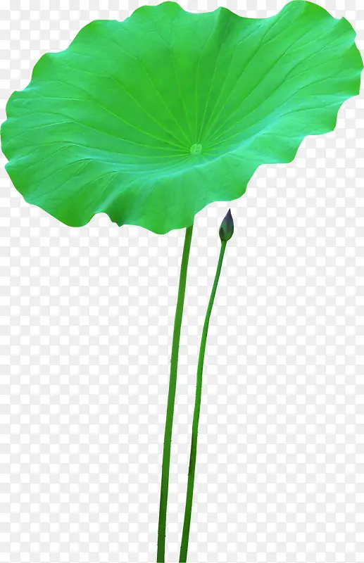 绿色全屏大图荷叶