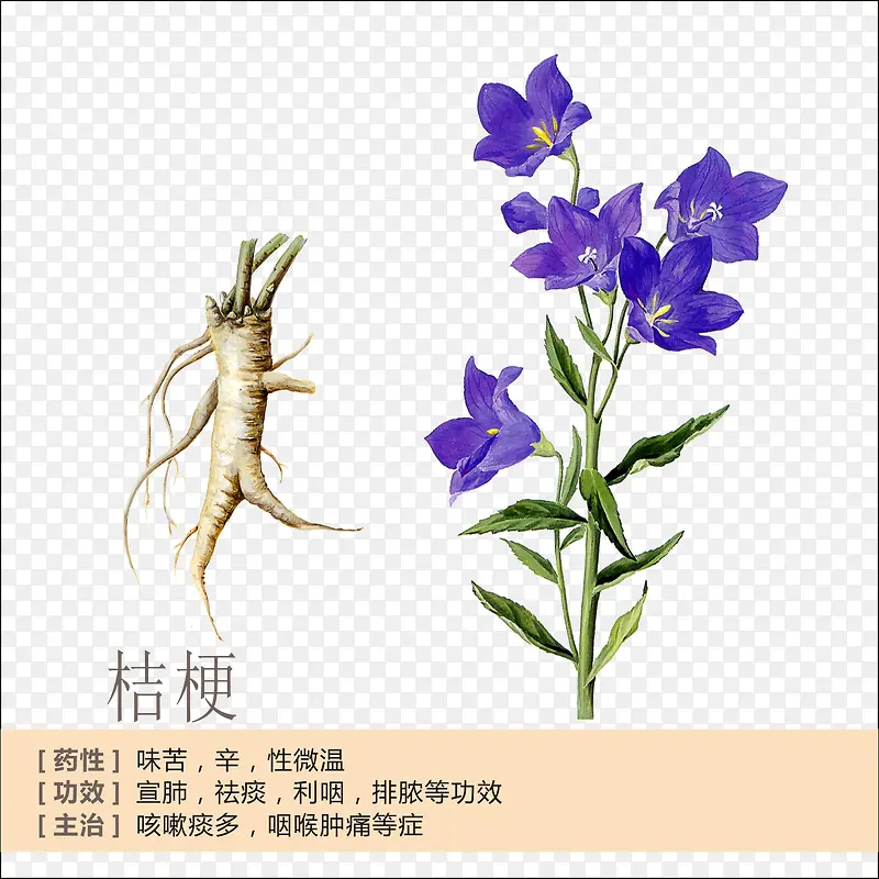 桔梗简介