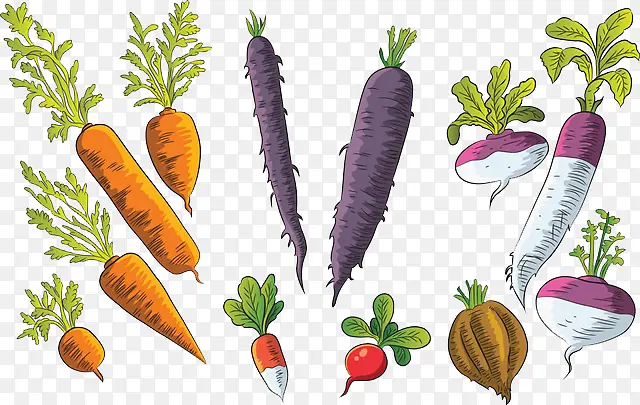 蔬菜的种类