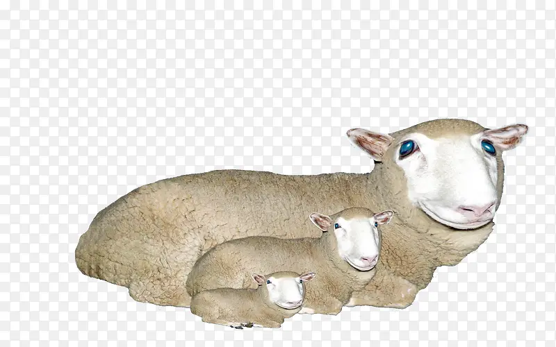 3个从大到小的绵羊