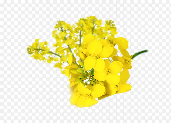 黄色油菜花