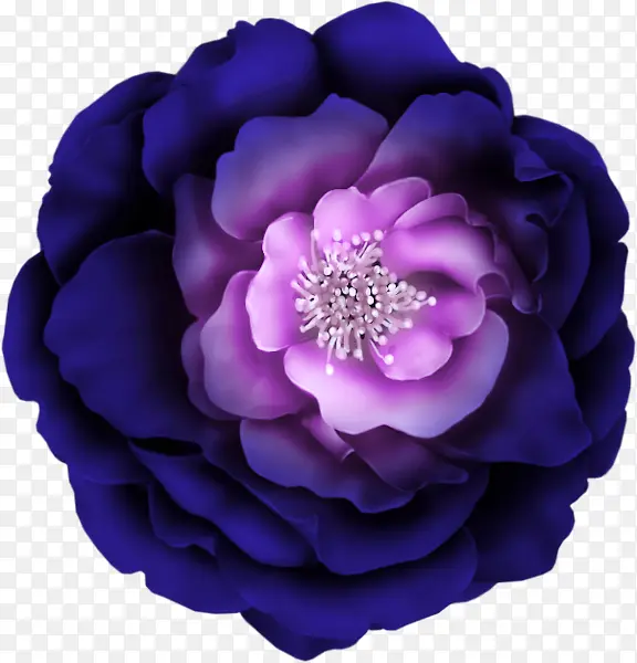 紫色高清大花图片