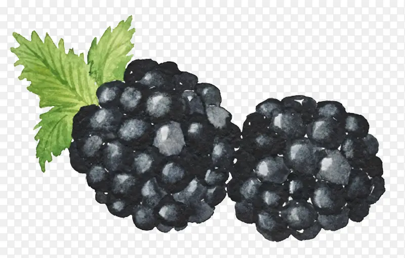 卡通手绘黑色莓果
