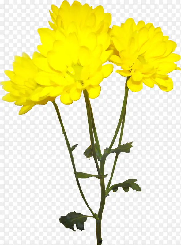 高清手绘黄色菊花