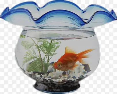 生态金鱼缸