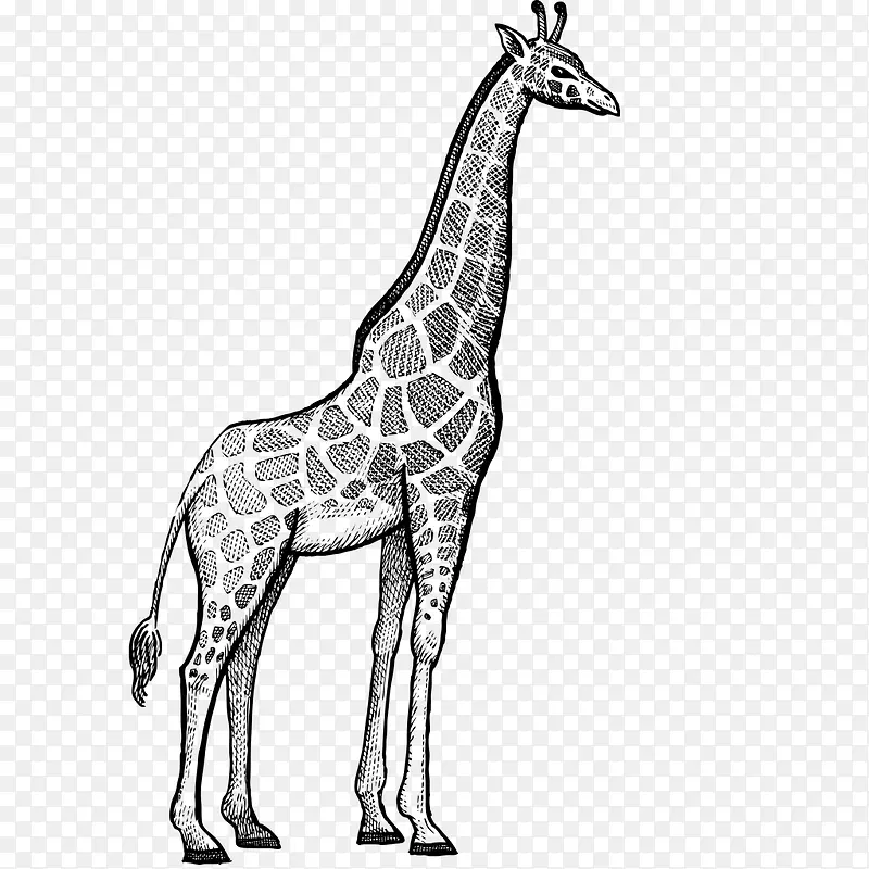 手绘黑色线条动物长颈鹿