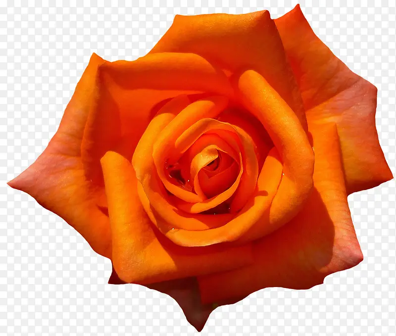 漂亮的橙色玫瑰