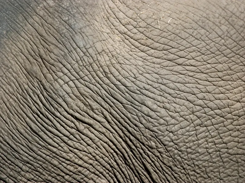 大象皮肤纹理背景