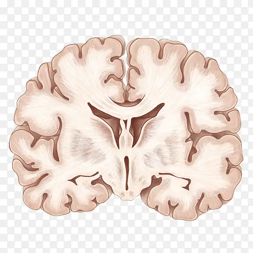 手绘人体大脑