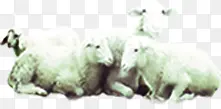 相互抱团取暖的小绵羊