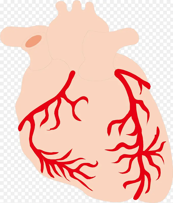 胃部血管