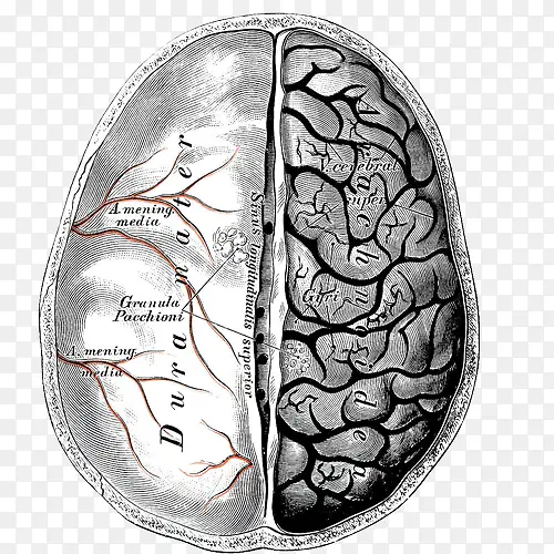 平面大脑图