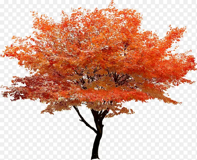 秋日矗立红色大树风景