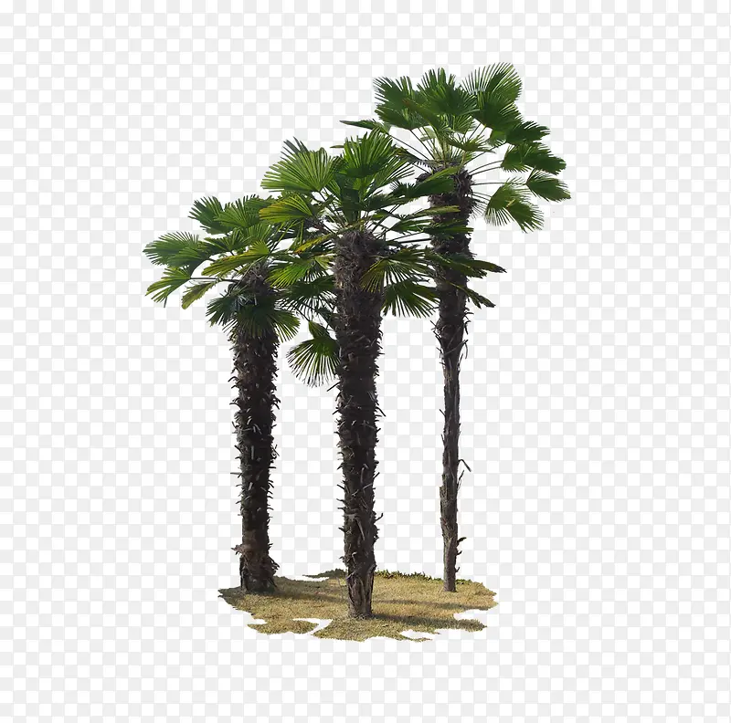 三棵椰子树