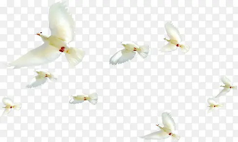 天空中飞翔的白鸽装饰