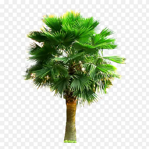 大棵棕榈树
