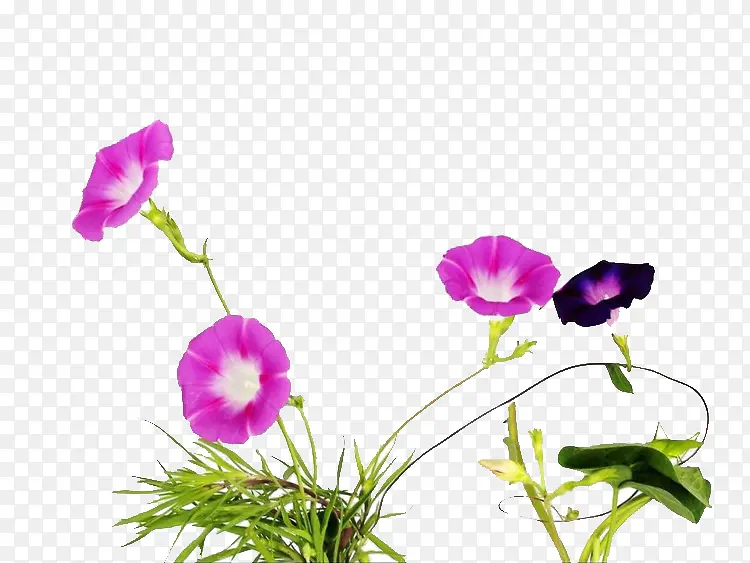 四朵牵牛花