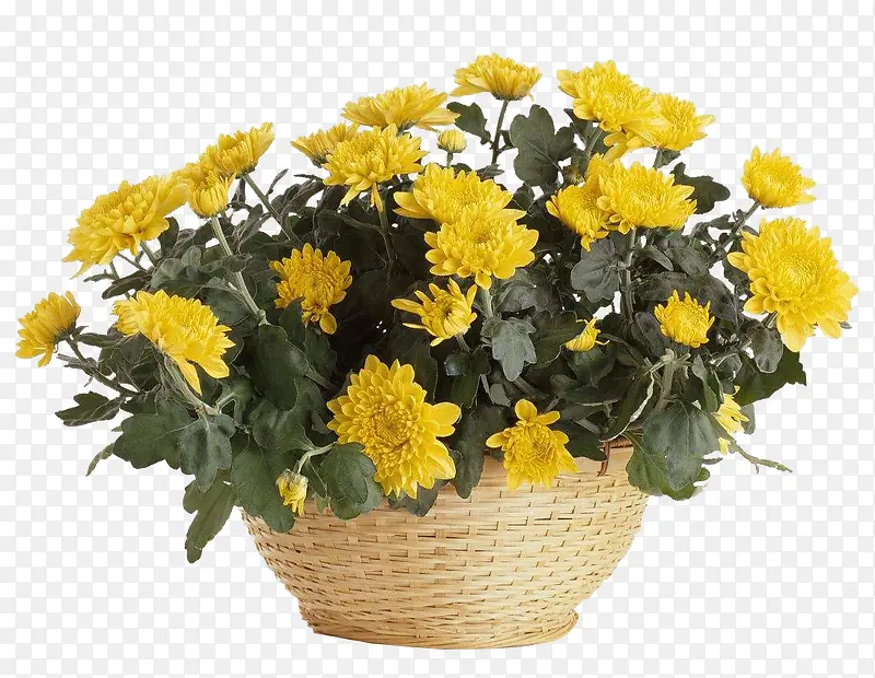 一筐菊花