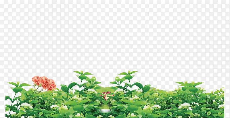 白花丛1