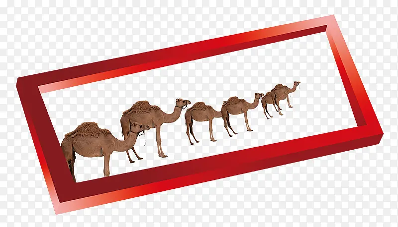 创意边框中的骆驼