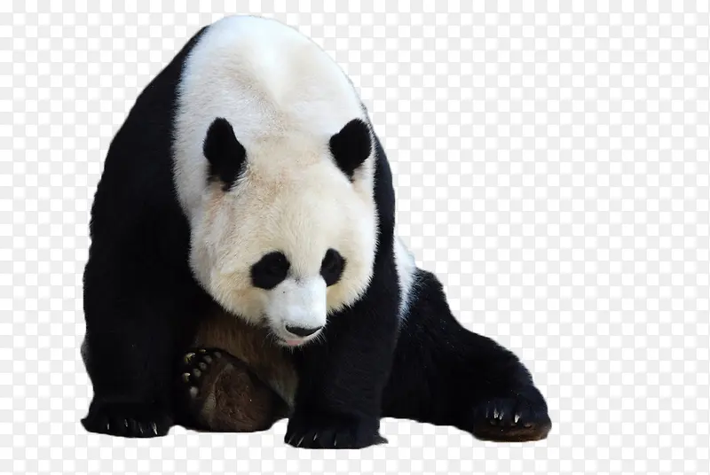 熊猫 国宝 宝物 珍贵 稀有