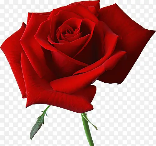 一朵红色玫瑰花装饰图片