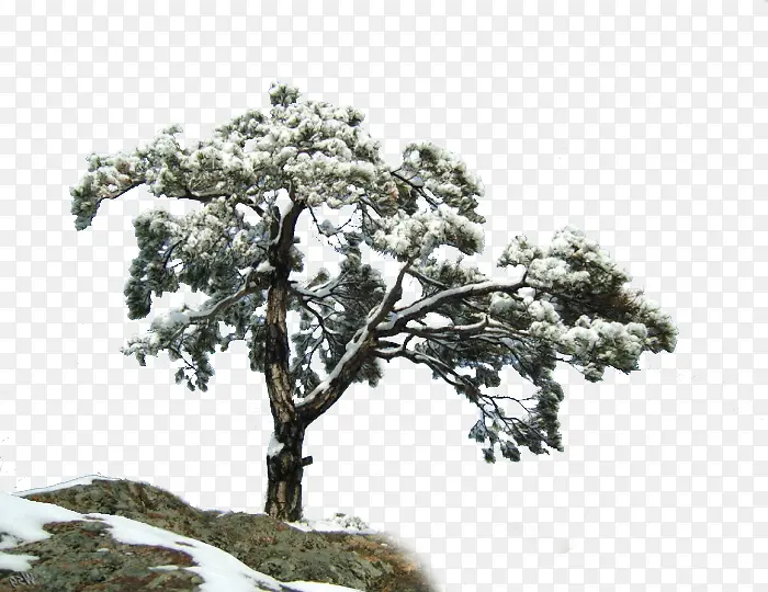 冬天里的树