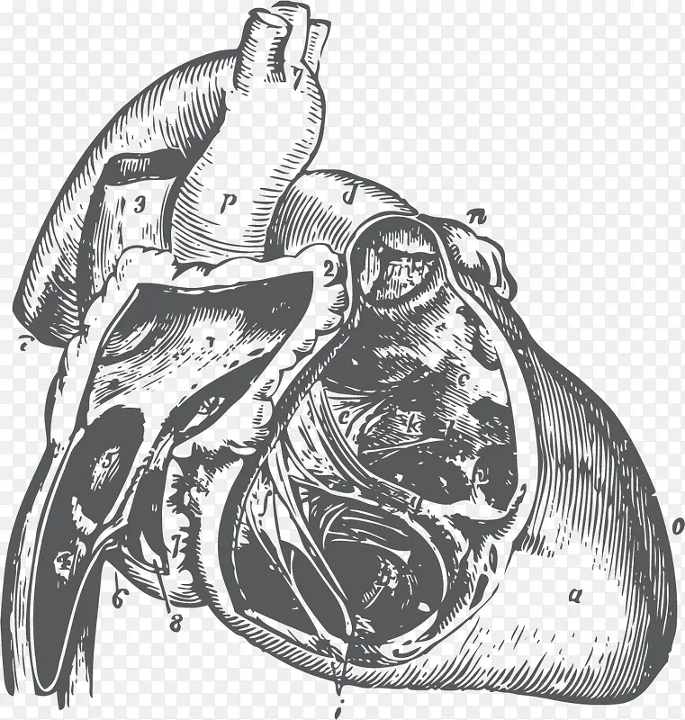 心脏血脉流动器官手绘