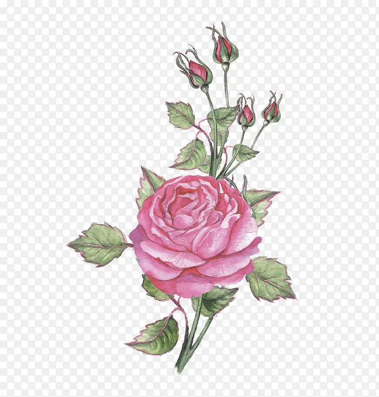 粉色月季花