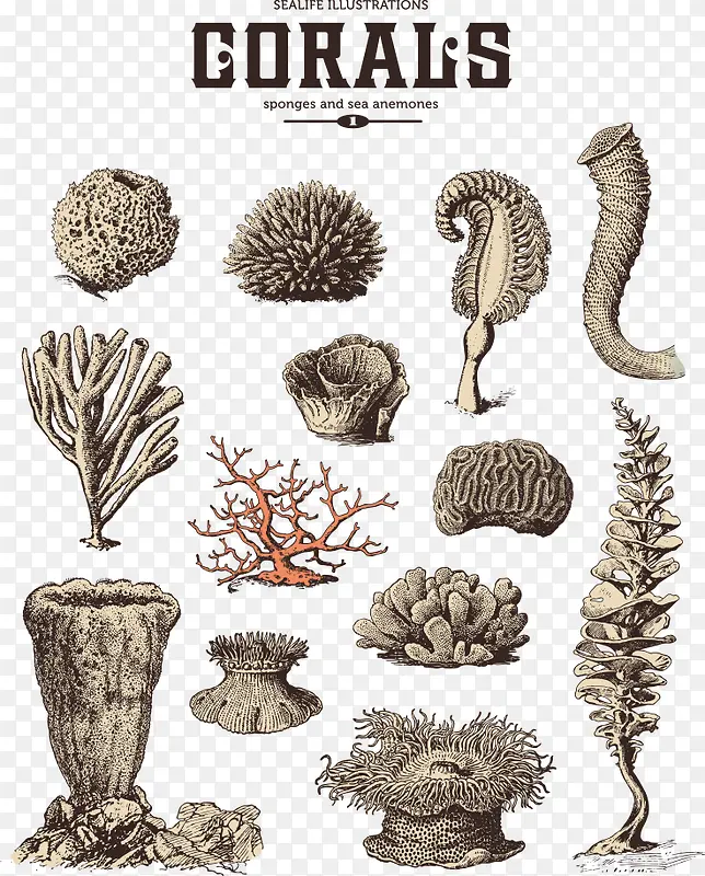矢量素描珊瑚