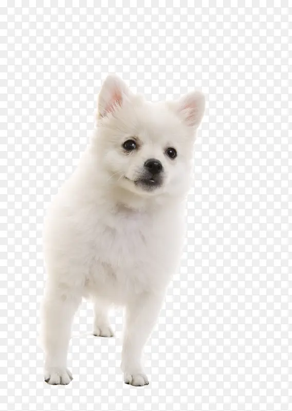 白色的狗狗