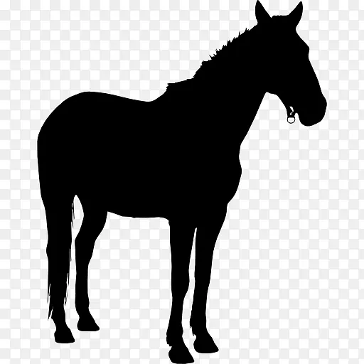 马站在黑色的剪影面对权利图标