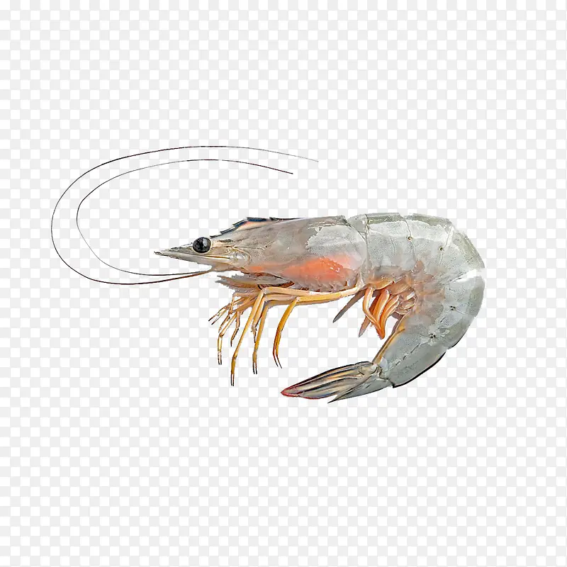 新鲜大虾
