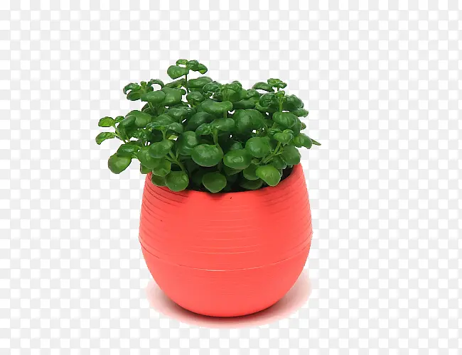 红色花盆