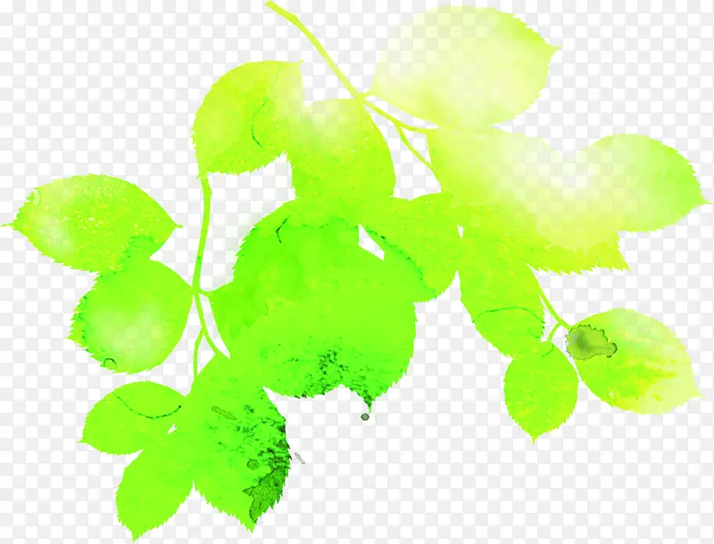 绿色水彩设计树叶阳光