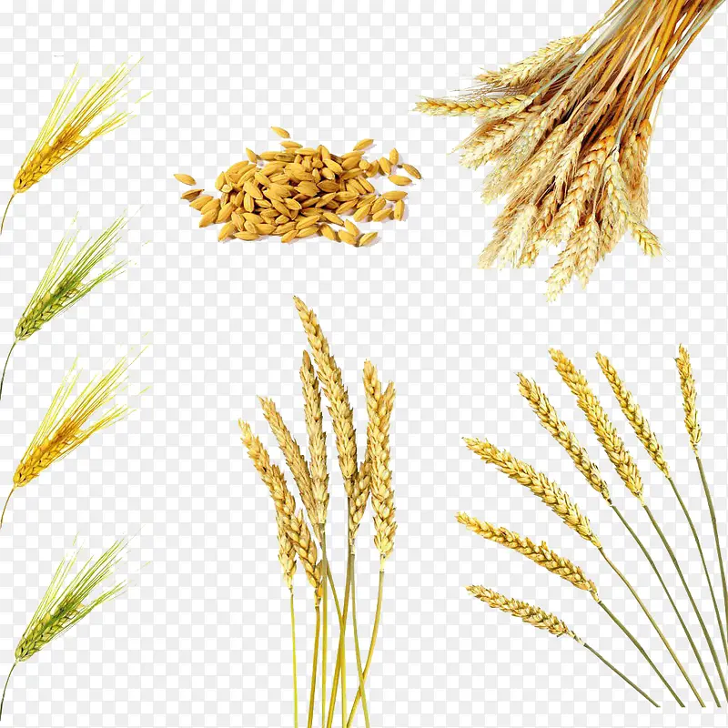 各种小麦
