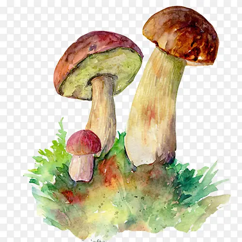 蘑菇色彩画素材图片