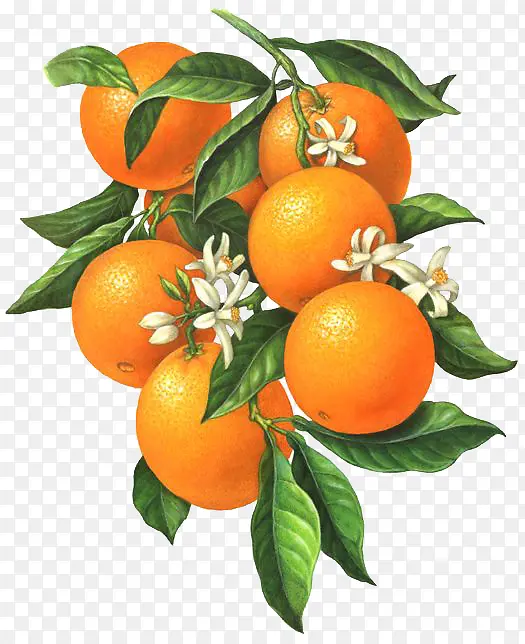 开白花的橙子连枝带叶
