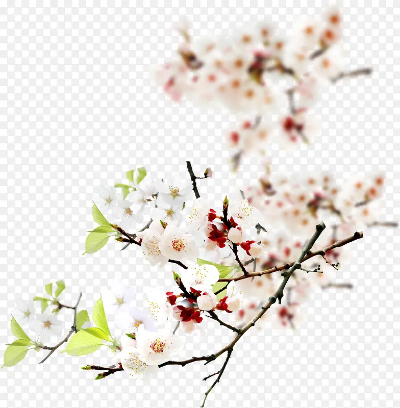 梦幻白色桃花美景