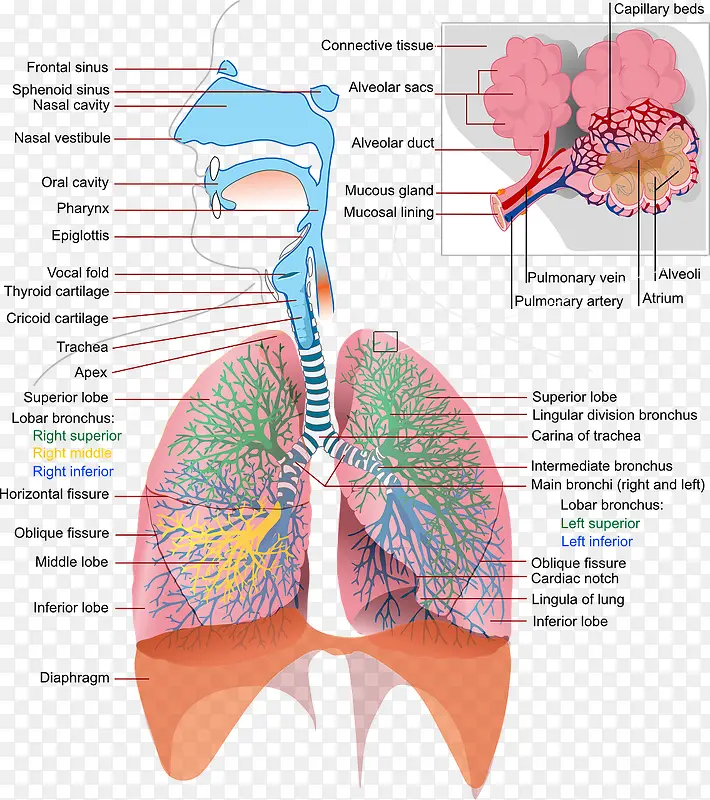 肺部结构