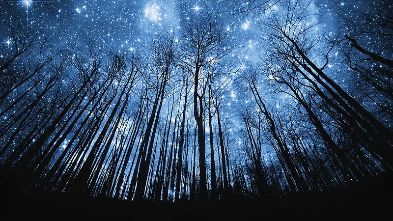 蓝色星空茂密的树林