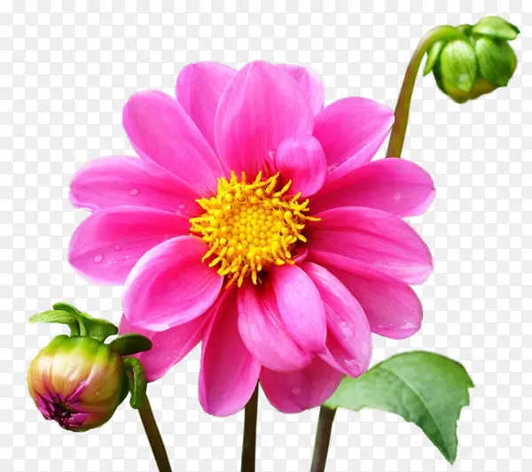 手绘菊花